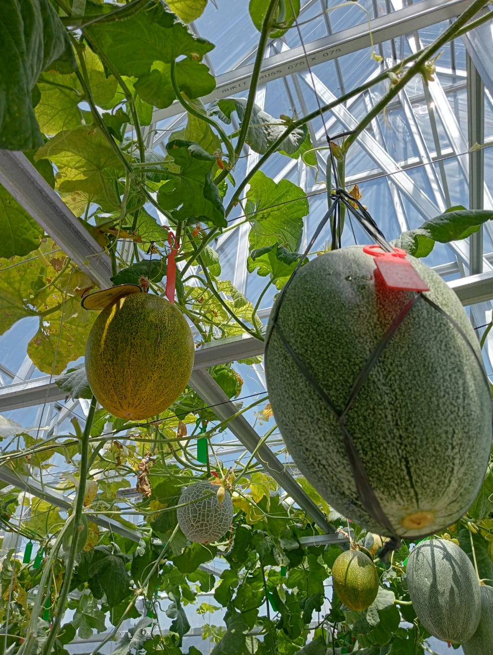 melon