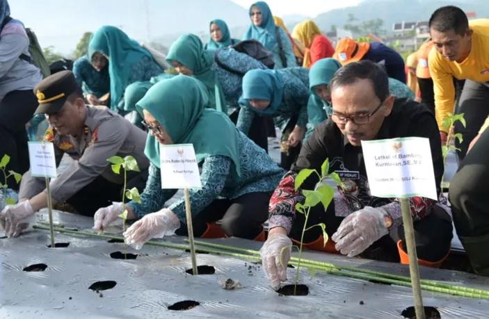 PENANAMAN CABE.1
