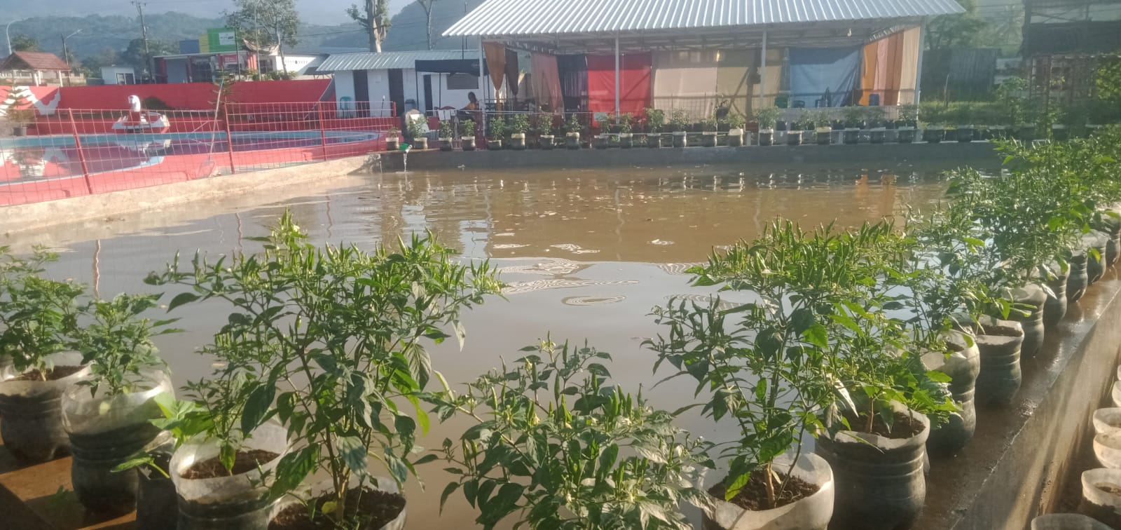 Inovasi Program Ketahanan Pangan Desa Babatan Kec.Kadugede